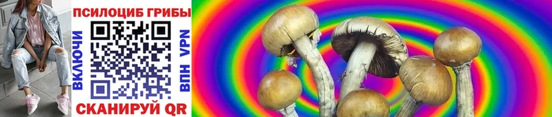 Галлюциногенные грибы Psilocybe Нальчик